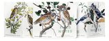 Field Notes Birds of North America Pack A