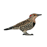 Northern Flicker patch