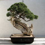 Japanese Rocky Mountain Juniper Growing Kit
